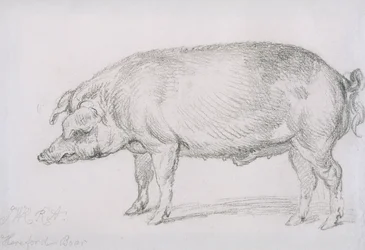 Cinghiale di Hereford, c.1803-04
