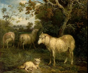 Paesaggio con pecore