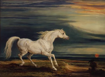 Marengo, il cavallo arabo cavalcato da Napoleone Bonaparte alla Battaglia di Waterloo
