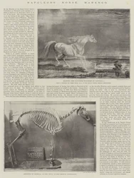 Il Cavallo di Napoleone, Marengo