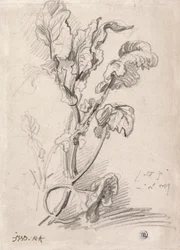Studio di Piante