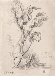 Studio della pianta