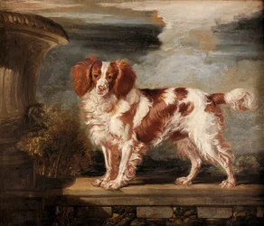 Ritratto di Dash, uno spaniel preferito, proprietà di Lady Frances Vane-Tempest