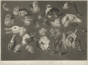 Studi dalla natura