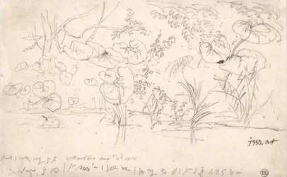 Studi sulle piante, 2 agosto 1815