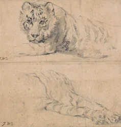 Studi di una tigre; sopra, testa e spalle; sotto, quarti posteriori