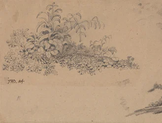 Studio del sottobosco