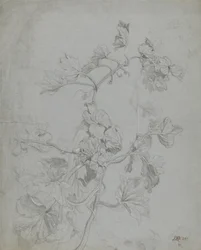 Studio di una pianta rampicante (famiglia delle zucche)