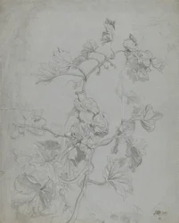 Studio di una pianta rampicante (famiglia delle zucche)