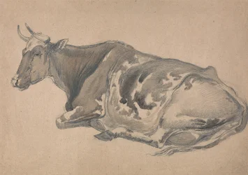 Studio di una mucca
