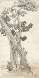 Studio di un albero