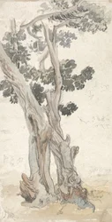 Studio di un albero