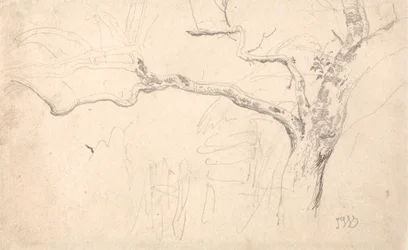 Studio di un albero