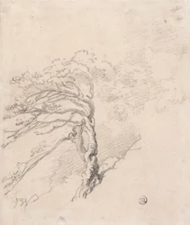 Albero su una collina