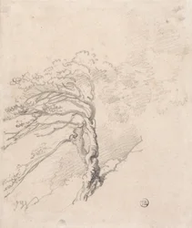 Albero in collina