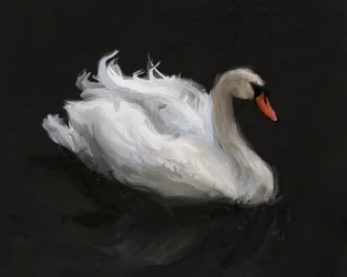 Grazioso cigno bianco