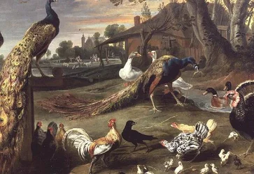Pavone e altri uccelli in un paesaggio