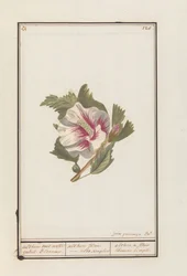 Ibisco (Hibiscus syriacus)