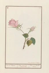 Rosa (Rosa)
maend Roose / Rosa omnium mensium / Rose de tous les mois