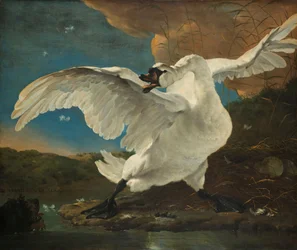 Il cigno minacciato (interpretato successivamente come allegoria su Johan de Witt)