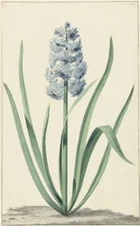 Il giacinto blu Franciscus Primus
