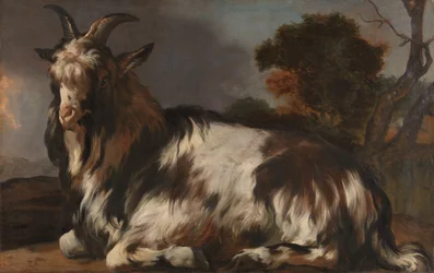 Capra sdraiata