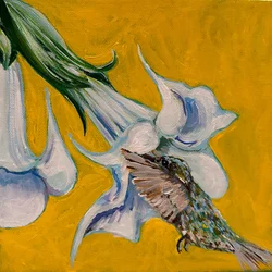 Colibrì, 2023