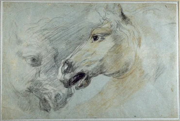 Due studi della testa di un cavallo