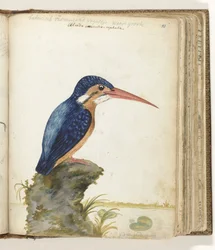 Martin pescatore dalle orecchie blu