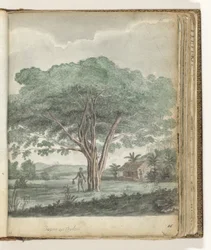 Albero a Ceylon