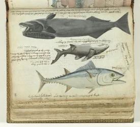 Un tonno, uno squalo e una remora