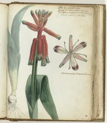 Fiore del Capo