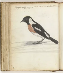 Uccello del Capo