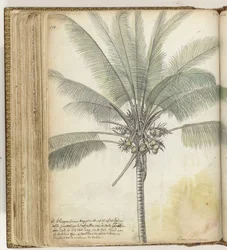 Albero di cocco