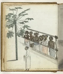 Albero di papaya, richiedenti giustizia presso il Dessave e un 