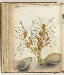 Frutti di Pinang