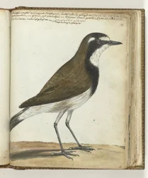 Uccello pecora o usignolo del Capo