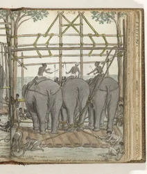 Addomesticamento di un elefante selvatico nella stalla temporanea, vista posteriore