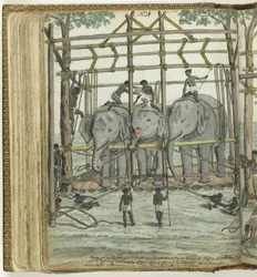 Addomesticamento di un elefante