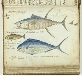 Pesca in mare