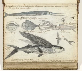 Pesca in mare