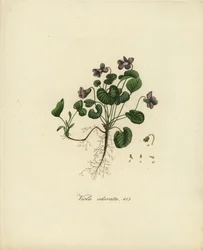 Viola odorata