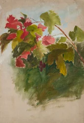 Foglie di vite