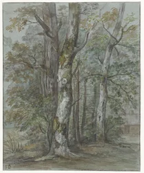 Studio di un albero