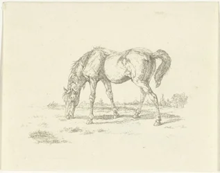 Cavallo al pascolo verso destra