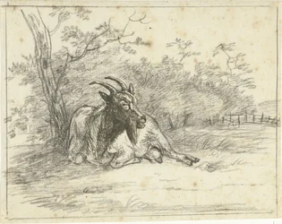 Capra sdraiata