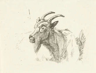 Capra sdraiata