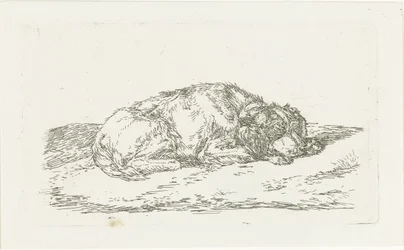 Cane che dorme con la testa appoggiata sulle zampe anteriori