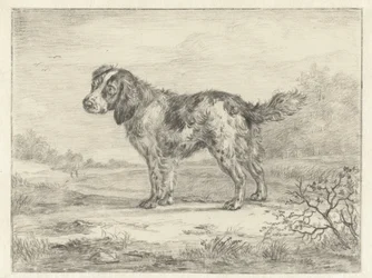 Spaniel in piedi in un paesaggio