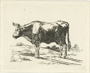 Mucca in piedi